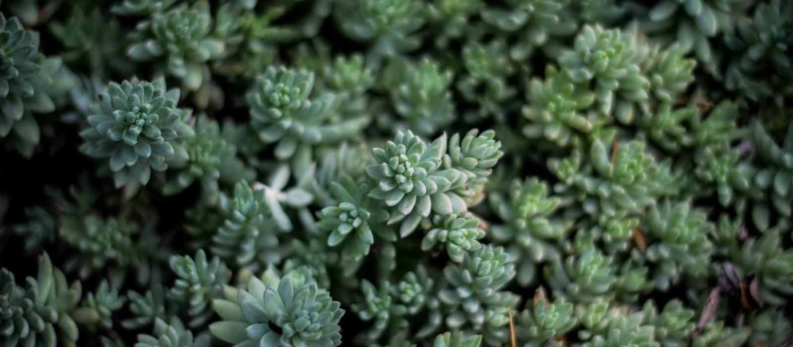 A welcoming scene representing the GraceHaven community